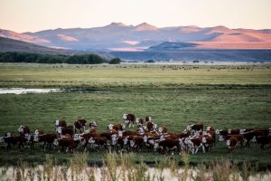 Argentine cattle pasture